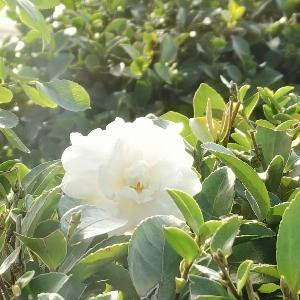 一世逍遥梦