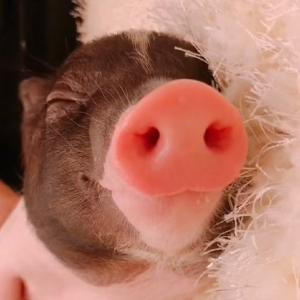猪你太美