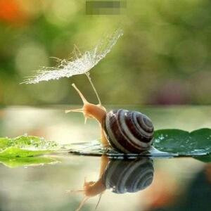 撑伞的小蜗牛