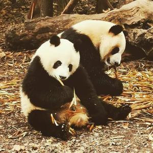 狂暴闪光皮卡丘