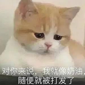 猫猫头一大颗