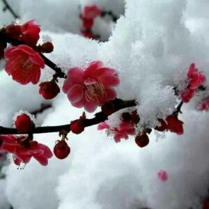 飘雪