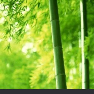 竹林听风
