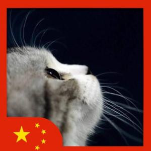 戴围裙的猫