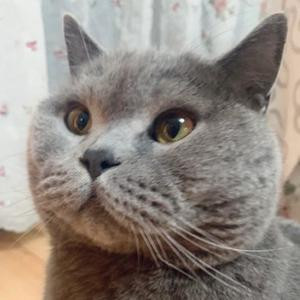小胖胖