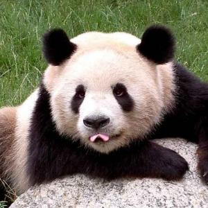 憨憨萌萌的熊猫