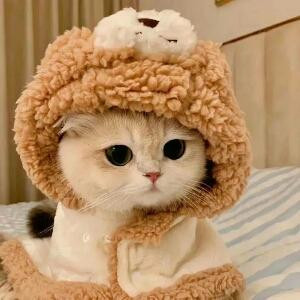锦猫不绵