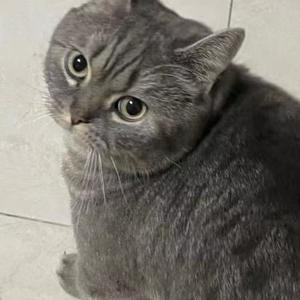 泳