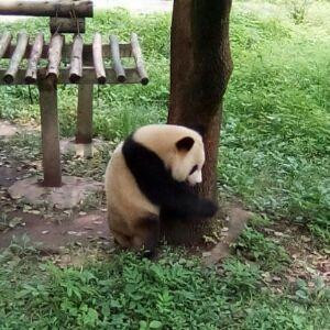 熊猫超人